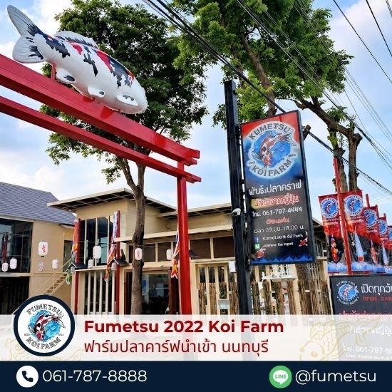 ฟาร์มปลาคาร์ฟนำเข้าญี่ปุ่น