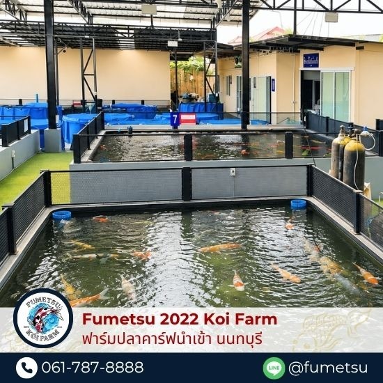 รับฝากเลี้ยงปลาคาร์ฟ